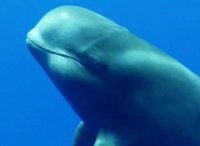 Дельфины - гепарды морских глубин
